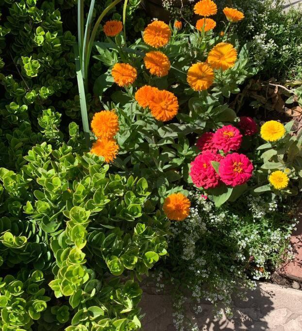 Encanto Cactus Flower Casita Phoenix Zewnętrze zdjęcie